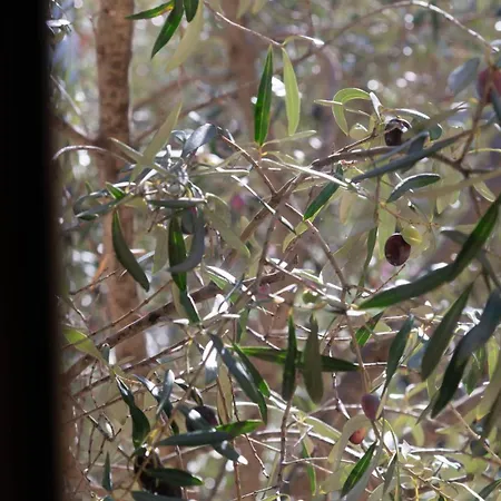 Il Casale Apartmán Onifai